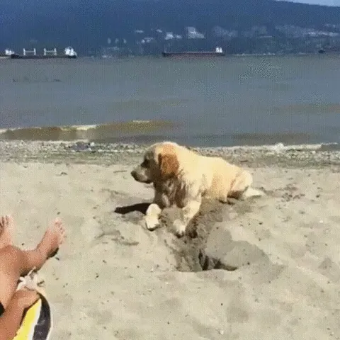 Dog digging hole on beach.
